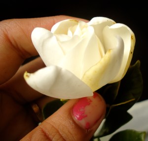 Carmen's hand holding one of the Gardenia flowers that were surrendered to the ocean along with my Tita Carmen's ashes.  
