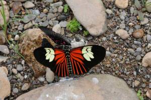 Butterfly-on-Rock