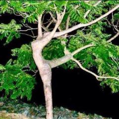 DancingTree