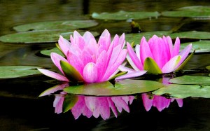 pink-lotus-109000