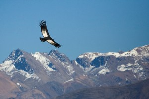 condor