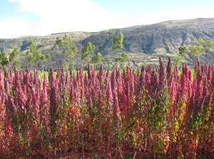 red-quinoa-field
