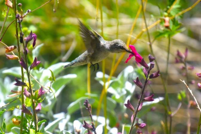 13532893_1088016617923208_6531824283540468373_n