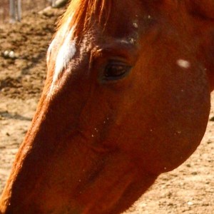 15073539_1203070576417811_329668039139049245_n