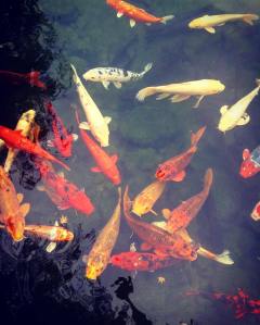 15167549_1202882593103276_111940799270841794_o