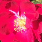 THE UNFOLDING OF A FLOWER