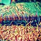 The Caterpillar that Could. . .